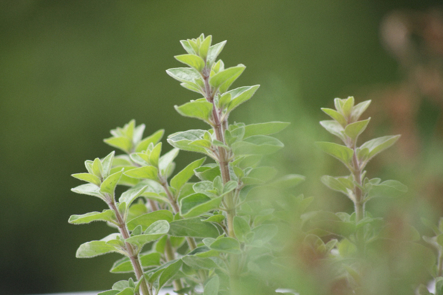Oregano - Alles was du über das Gewürz wissen musst!