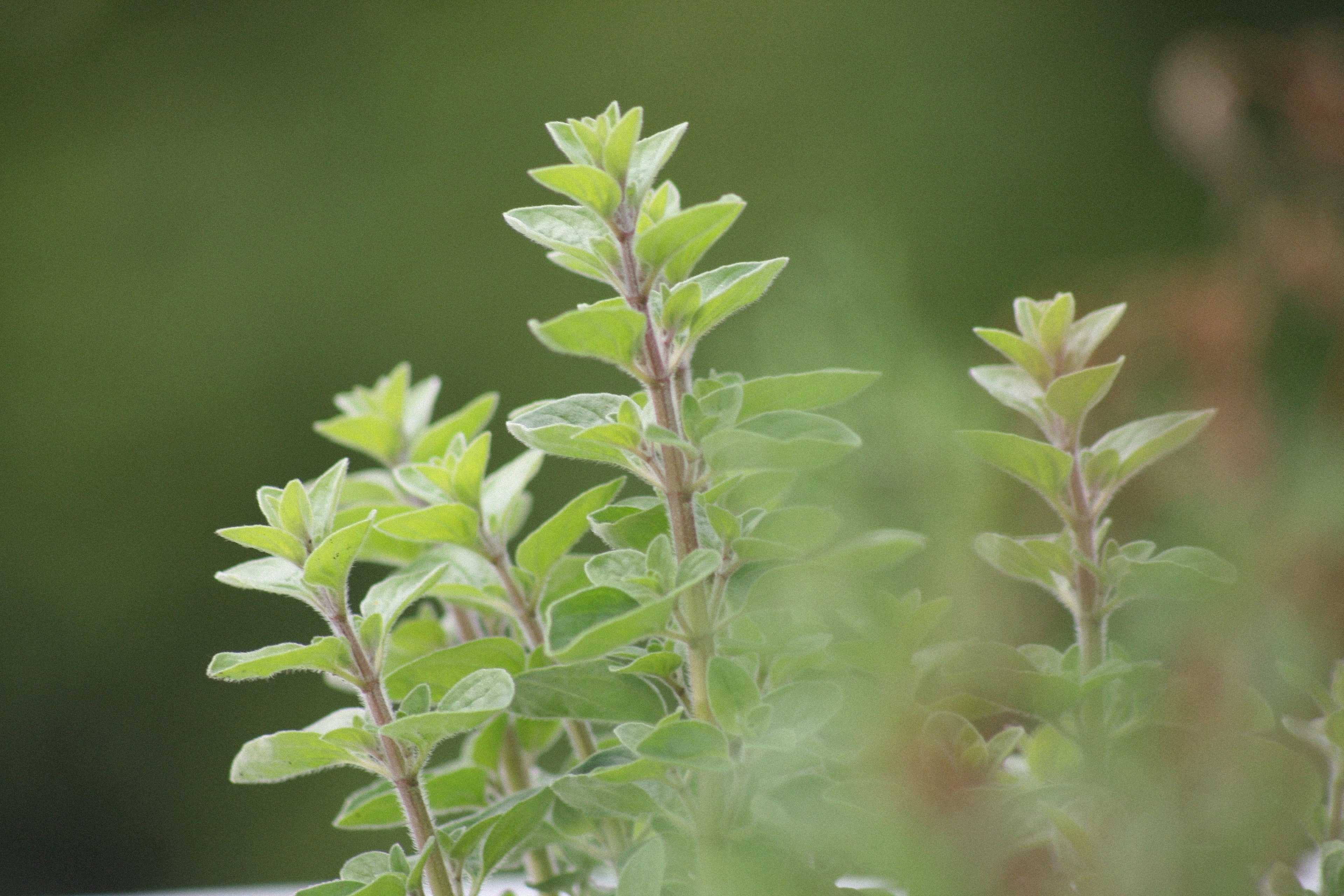 Oregano - Alles was du über das Gewürz wissen musst!
