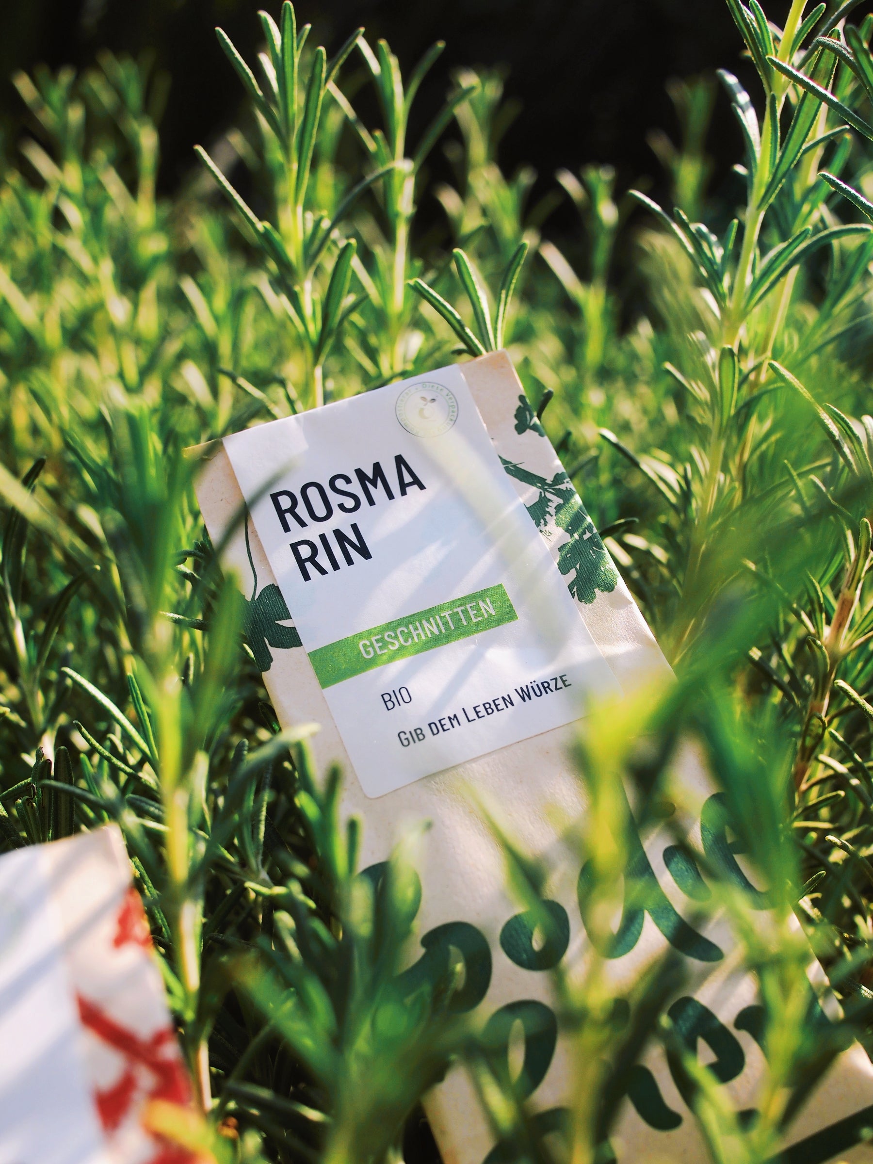 Rosmarin: Herkunft, Verwendung und gesundheitliche Vorteile des beliebten Gewürzes